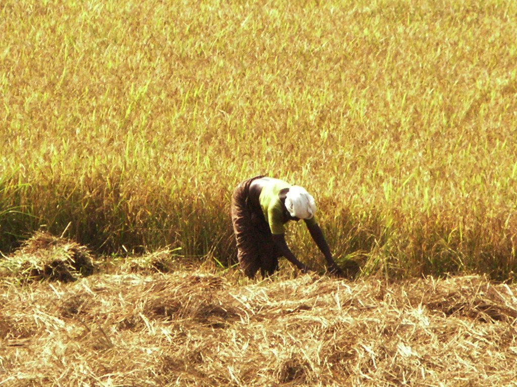Cánh đồng nông nghiệp