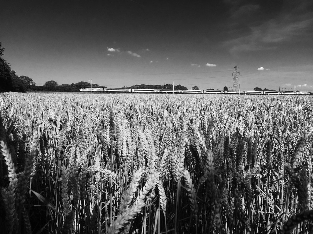 China becomes Việt Nam’s second-largest rice export market