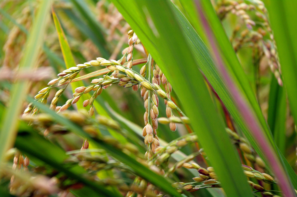 Growing Rice