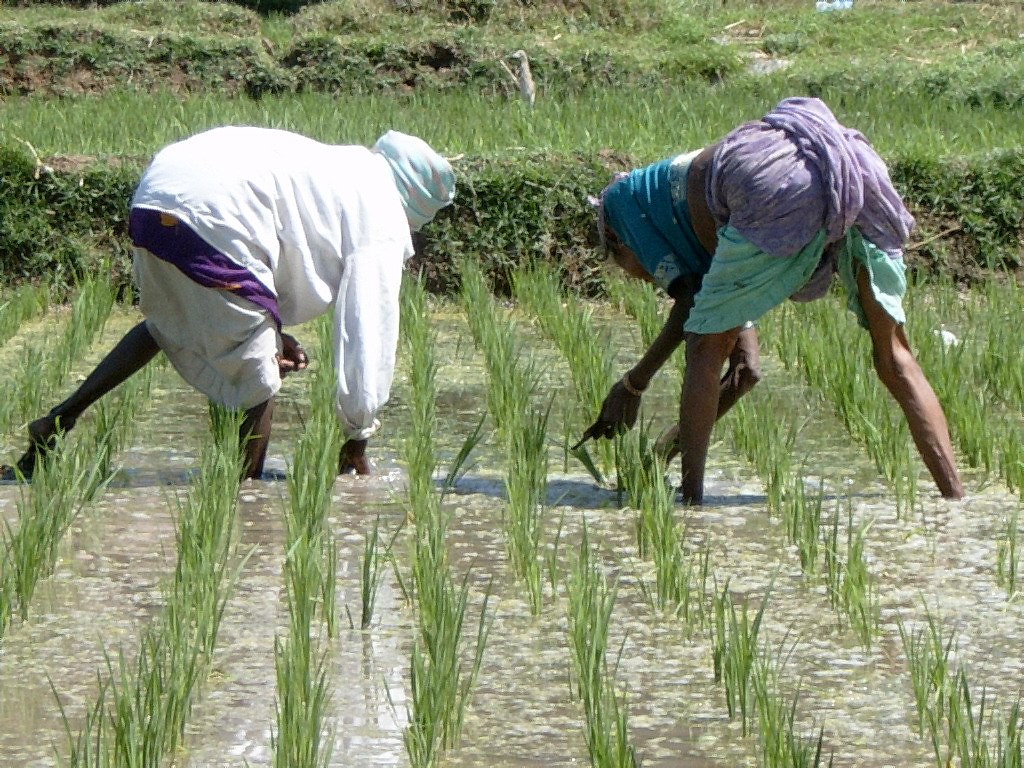 Rice paddies