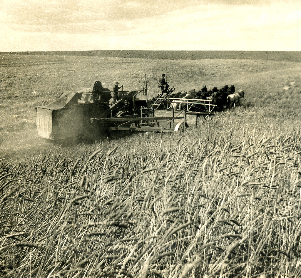 Washington Wheat Harvest Closeup, circa 1910