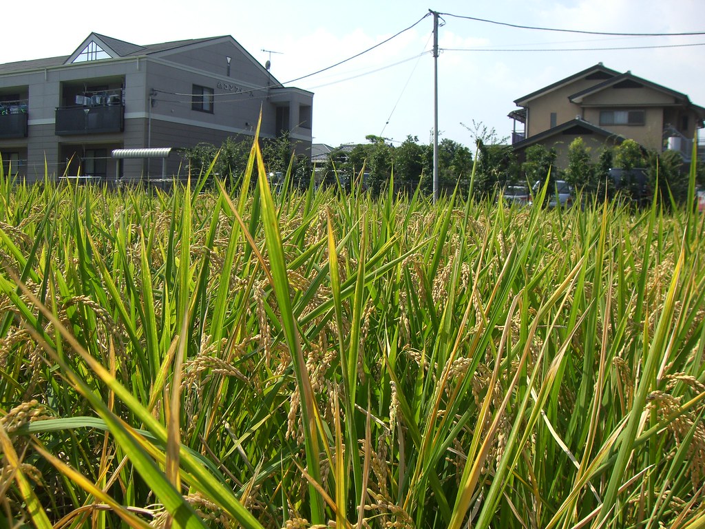 Mature rice field