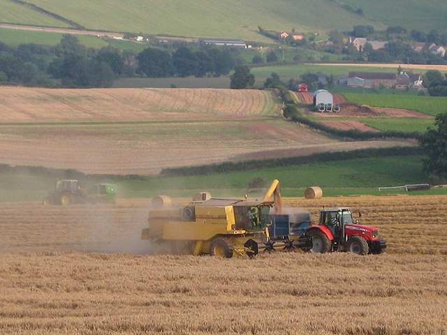 Harvest time - grains fall into the trailer - geograph